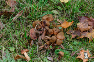 Bernardine Cemetery (Lithuanian: Bernardinų kapinės-Mister Evans